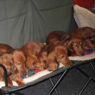 Longhaired Sausage Dogs